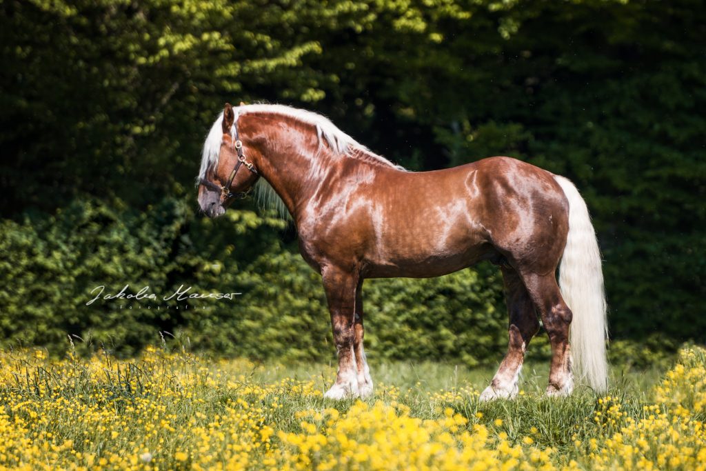 DSC_7916_wz