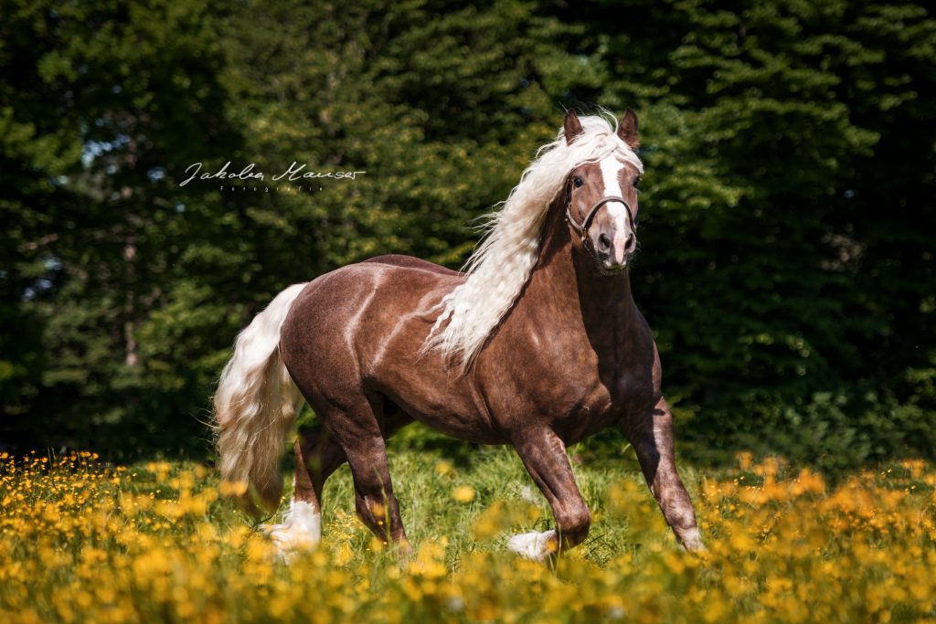 DSC_8294_wz